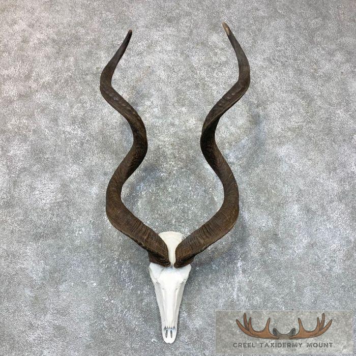 Greater Kudu Skull & Horn European Taxidermy Mount For Sale