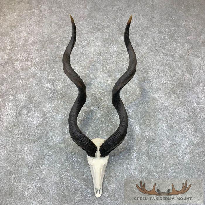 Greater Kudu Skull & Horn European Taxidermy Mount For Sale