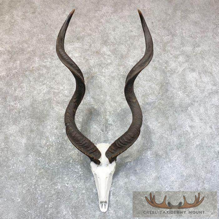 Greater Kudu Skull & Horn European Taxidermy Mount For Sale
