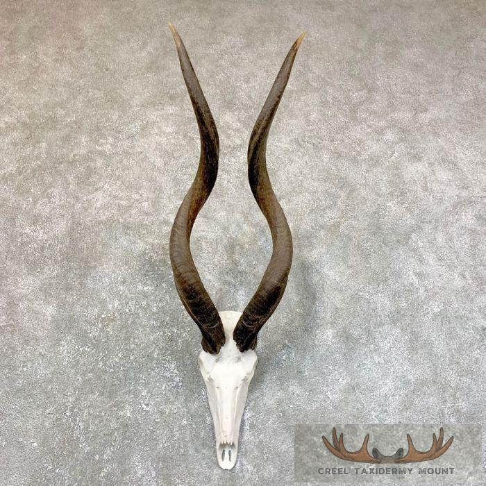 Greater Kudu Skull & Horn European Taxidermy Mount For Sale