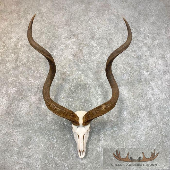 Greater Kudu Skull & Horn European Taxidermy Mount For Sale