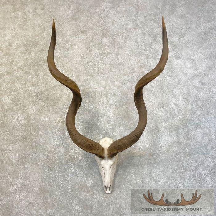 Greater Kudu Skull & Horn European Taxidermy Mount For Sale