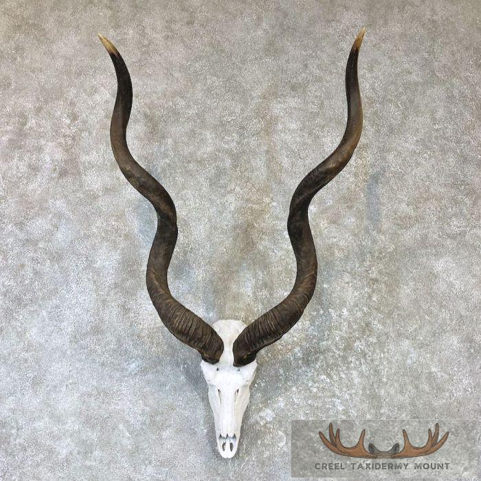 Greater Kudu Skull & Horn European Taxidermy Mount For Sale
