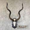 Greater Kudu Skull & Horn European Taxidermy Mount For Sale