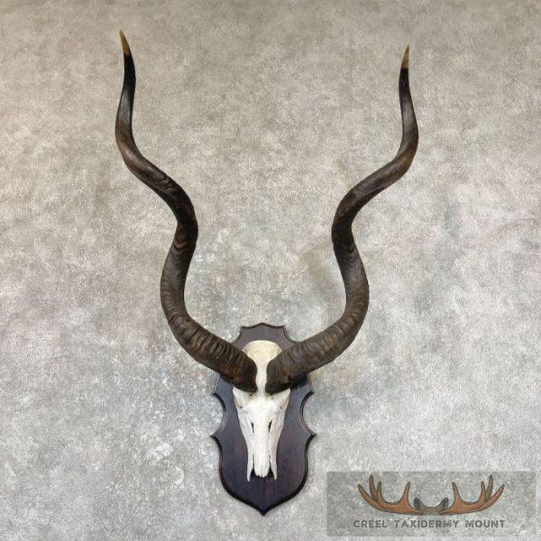 Greater Kudu Skull & Horn European Taxidermy Mount For Sale