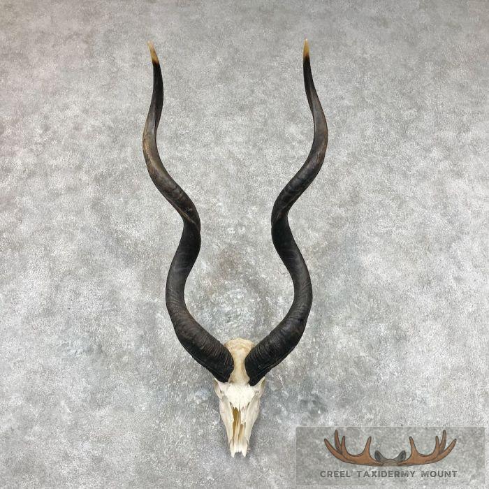 Greater Kudu Skull & Horn European Taxidermy Mount For Sale