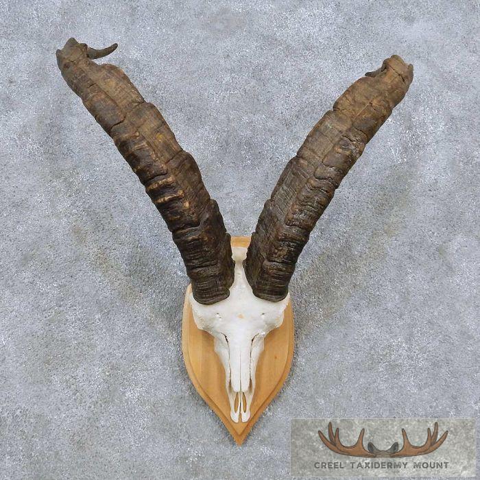 Gredos Ibex Skull & Horn European Taxidermy Mount For Sale