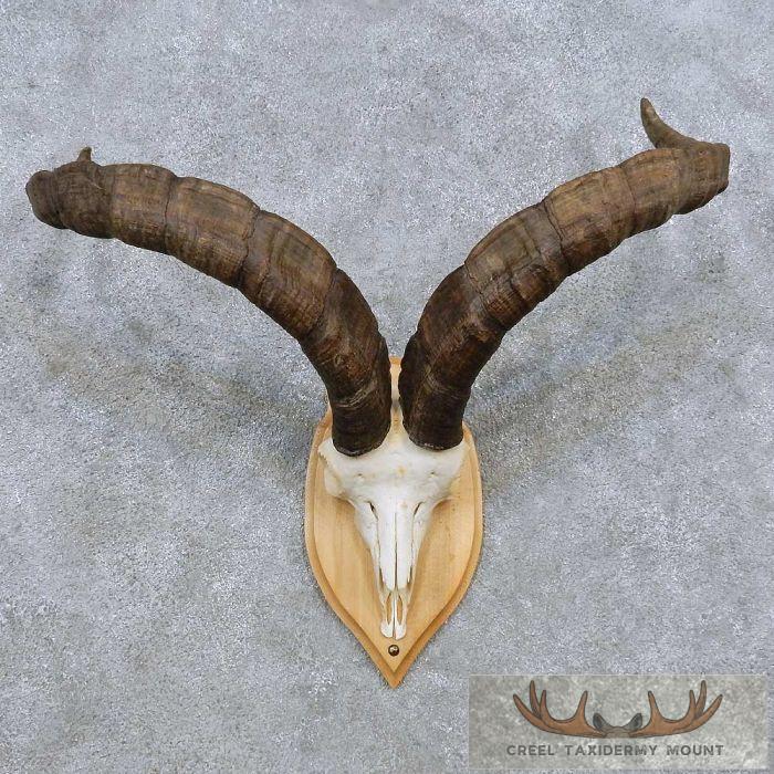 Gredos Ibex Skull & Horn European Taxidermy Mount For Sale