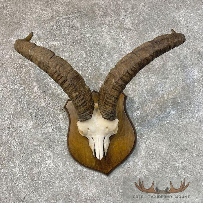 Gredos Ibex Skull & Horn European Taxidermy Mount For Sale