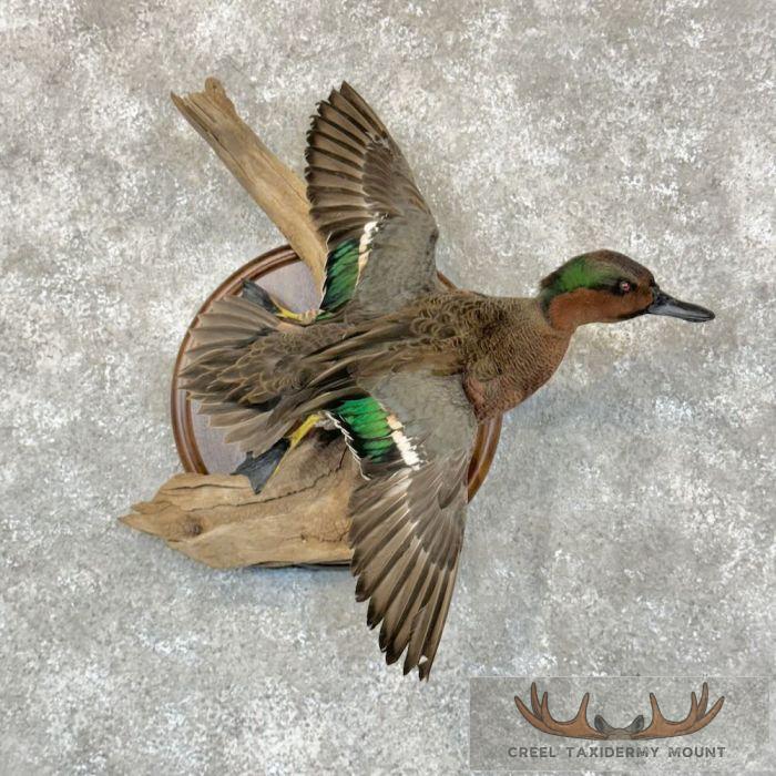 Green-winged x Cinnamon Teal Cross Duck Taxidermy Mount For Sale