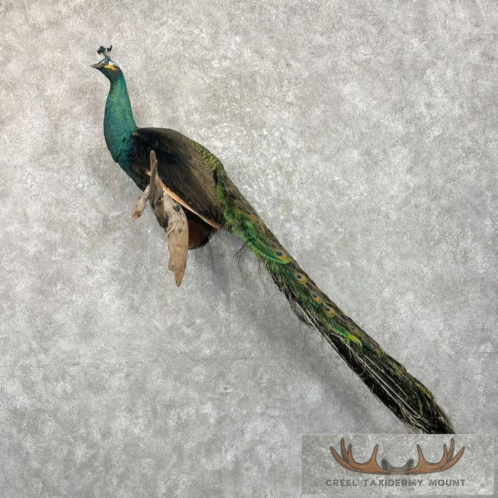Green & Blue Cross Peacock Taxidermy Bird Mount For Sale