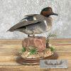 Green Winged Teal Duck Taxidermy Mount For Sale