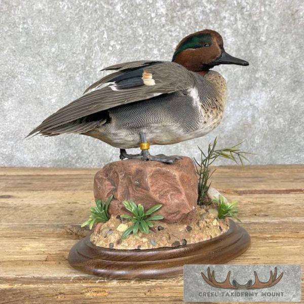 Green Winged Teal Duck Taxidermy Mount For Sale