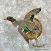 Green Winged Teal Duck Taxidermy Mount For Sale