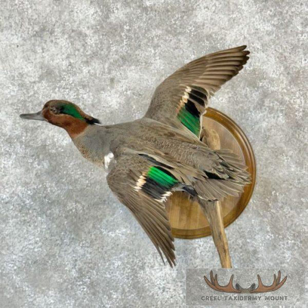 Green Winged Teal Duck Taxidermy Mount For Sale