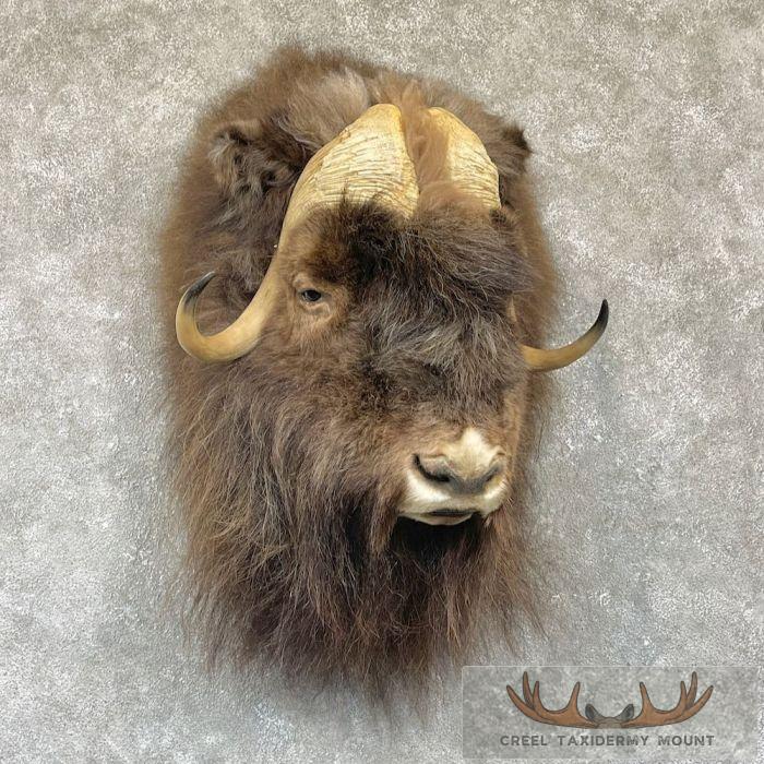 Greenland Muskox Taxidermy Shoulder Mount For Sale