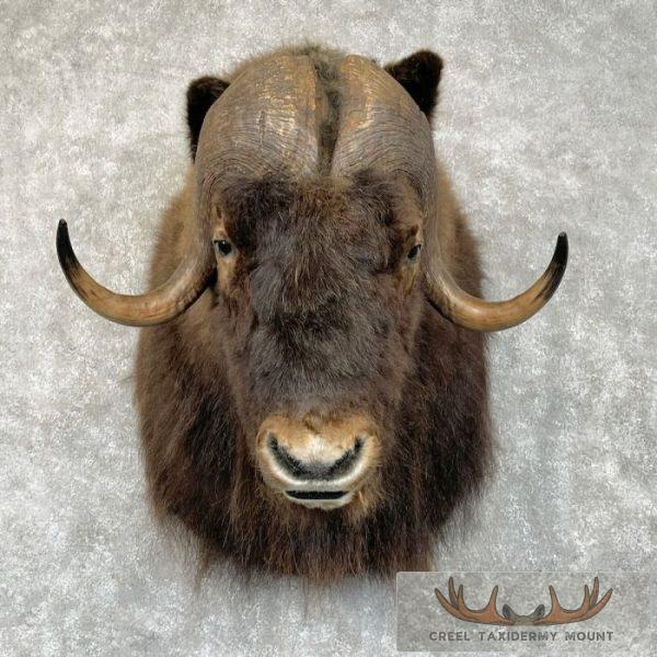 Greenland Muskox Taxidermy Shoulder Mount For Sale