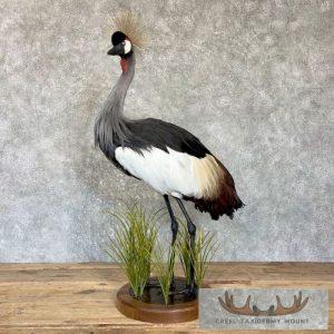 Grey-Crowned Crane Taxidermy Bird Mount Taxidermy