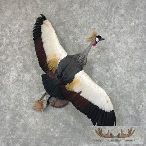 Grey-Crowned Crane Taxidermy Bird Mount Taxidermy