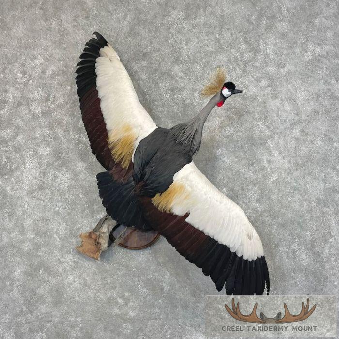Grey-Crowned Crane Taxidermy Bird Mount For Sale