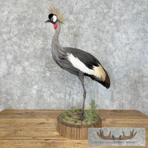 Grey-Crowned Crane Taxidermy Bird Mount Taxidermy