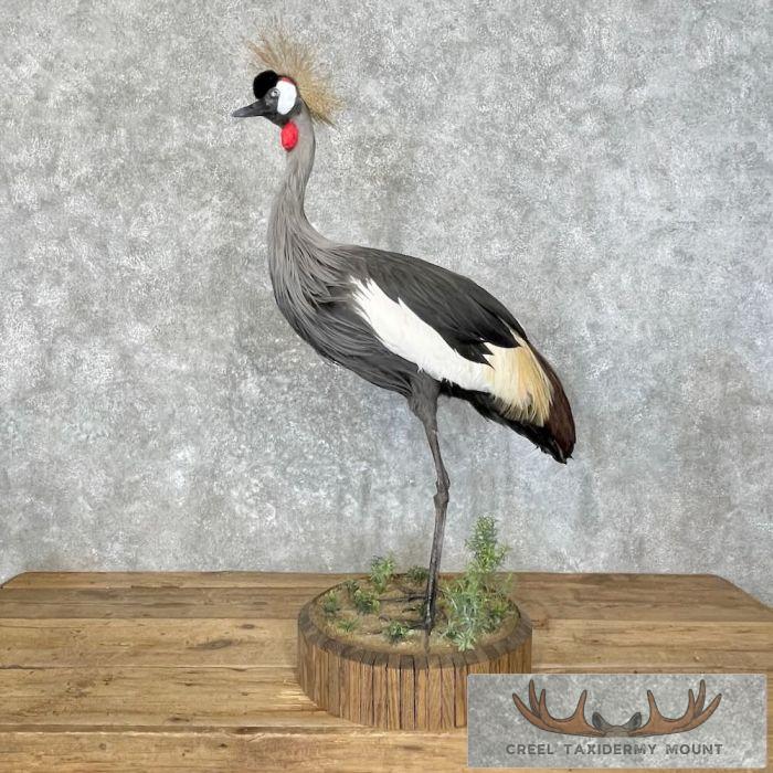 Grey-Crowned Crane Taxidermy Bird Mount For Sale