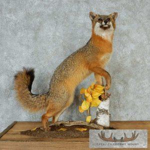 Standing Gray Fox Taxidermy Mount Taxidermy