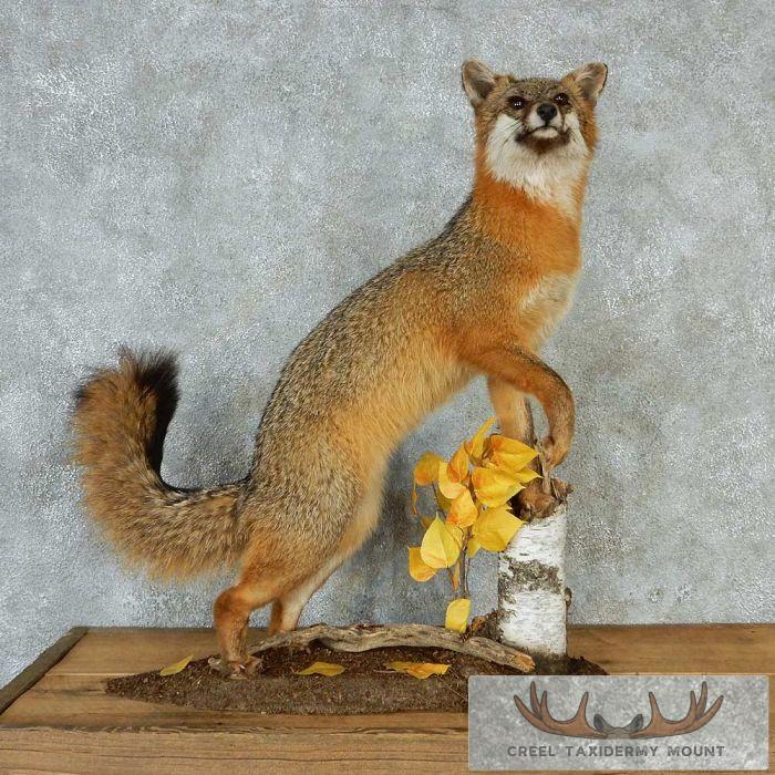 Standing Gray Fox Taxidermy Mount For Sale