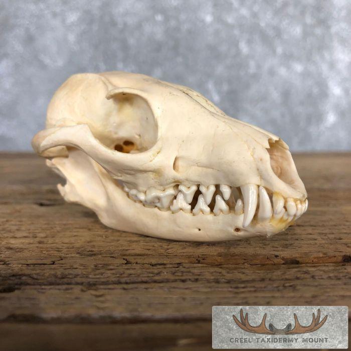 Grey Fox Full Skull Taxidermy Mount For Sale