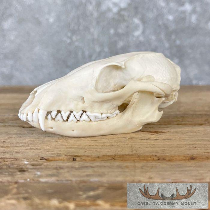 Grey Fox Full Skull Taxidermy Mount For Sale
