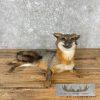 Grey Fox Life-Size Taxidermy Mount For Sale