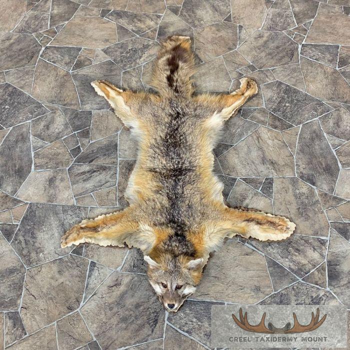 Grey Fox Taxidermy Rug For Sale