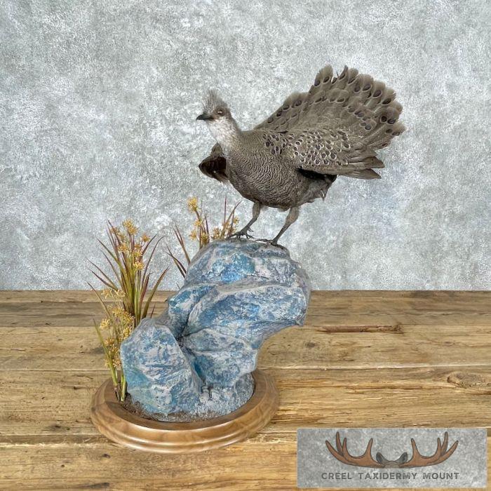 Grey Peacock Pheasant Taxidermy Bird Mount For Sale