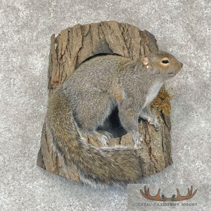 Grey Squirrel Life-Size Taxidermy Mount For Sale
