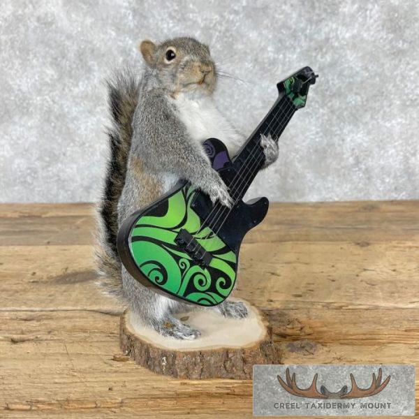 Grey Squirrel Novelty Taxidermy Mount For Sale
