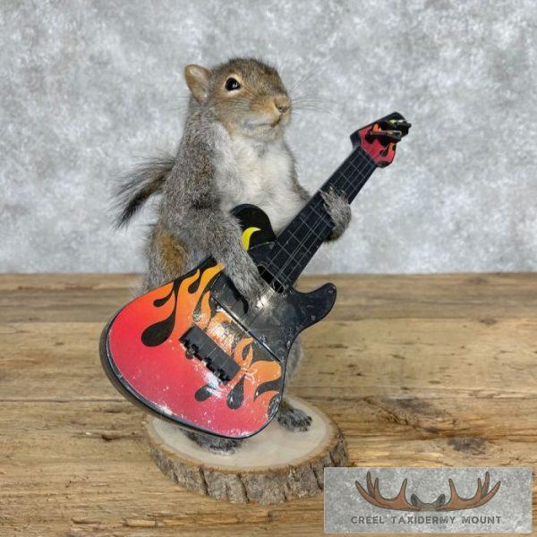 Grey Squirrel Novelty Taxidermy Mount For Sale