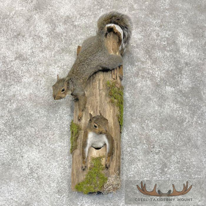 Grey Squirrel Pair Life-Size Taxidermy Mount For Sale