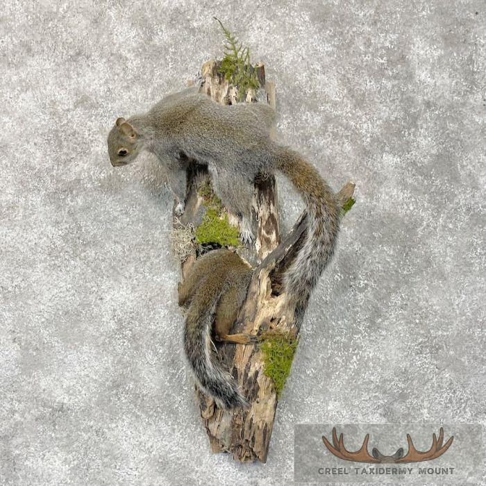 Grey Squirrel Pair Life-Size Taxidermy Mount For Sale