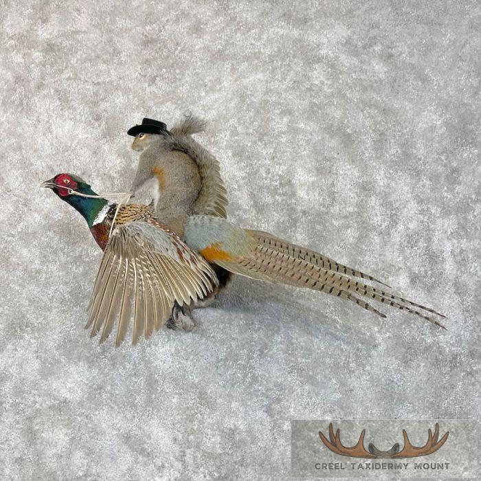 Grey Squirrel & Ringneck Pheasant Novelty Mount For Sale