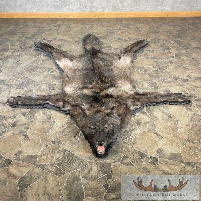 Grey Wolf Full Rug Taxidermy Mount For Sale