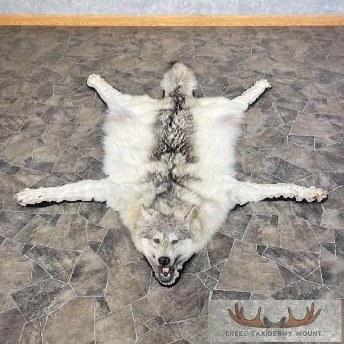 Grey Wolf Full Rug Taxidermy Mount For Sale