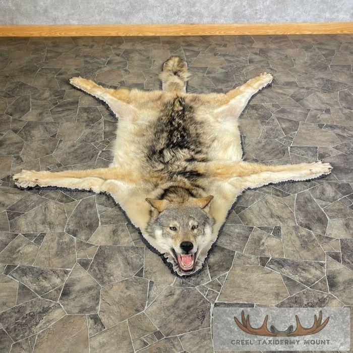 Grey Wolf Full Rug Taxidermy Mount For Sale