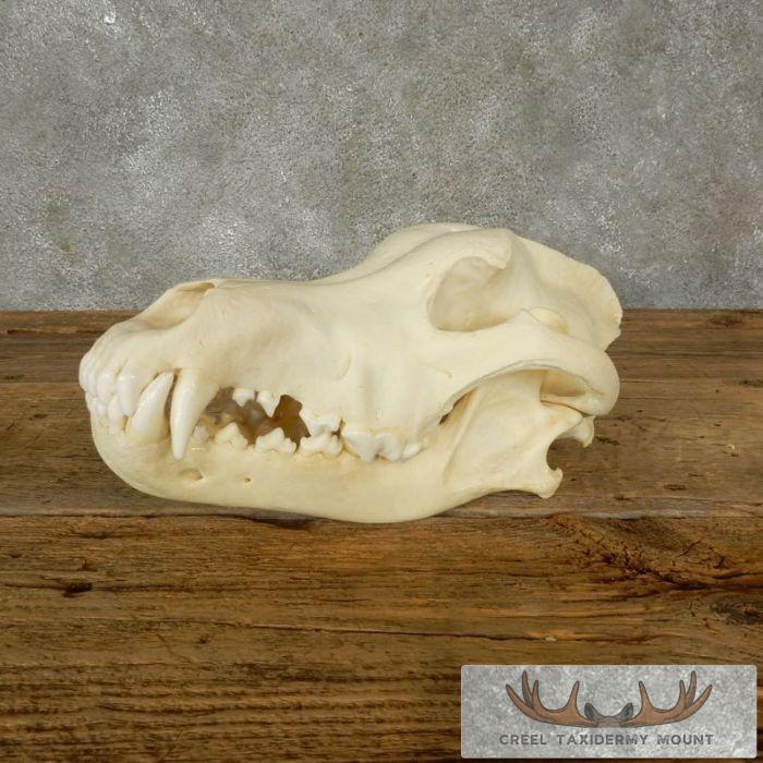Taxidermy Wolf Skull Mount For Sale