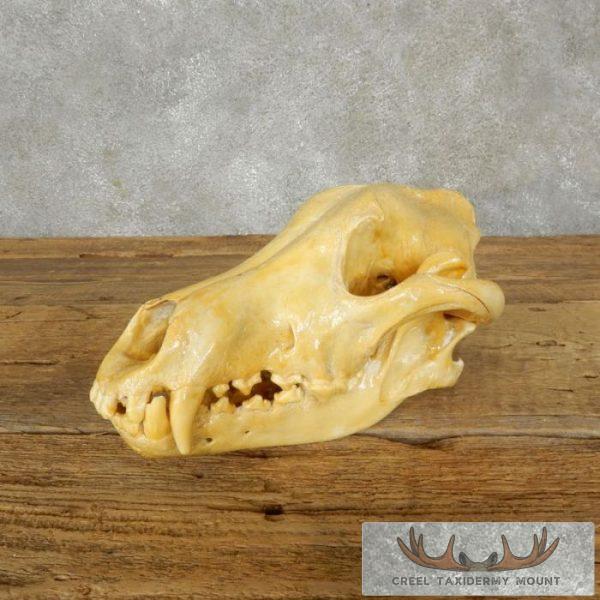 Taxidermy Wolf Skull Mount For Sale