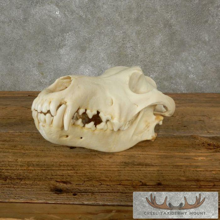 Taxidermy Wolf Skull Mount For Sale