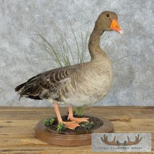Greylag Goose Taxidermy Bird Mount Taxidermy