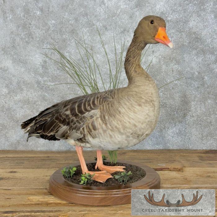Greylag Goose Taxidermy Bird Mount For Sale