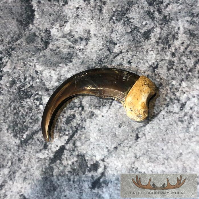 Grizzly Bear Claw Taxidermy For Sale