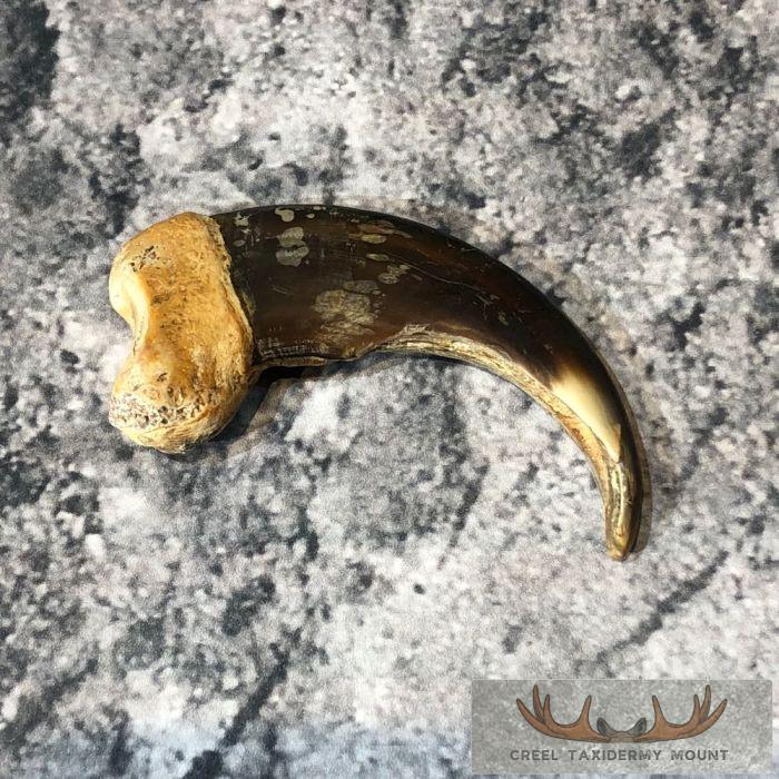 Grizzly Bear Claw Taxidermy For Sale