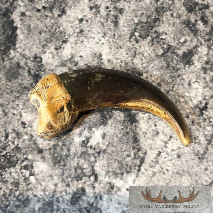 Grizzly Bear Claw Taxidermy For Sale